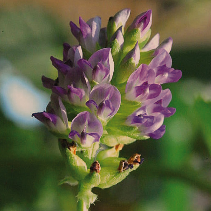 Bakuchiol : Alternative of Retinol